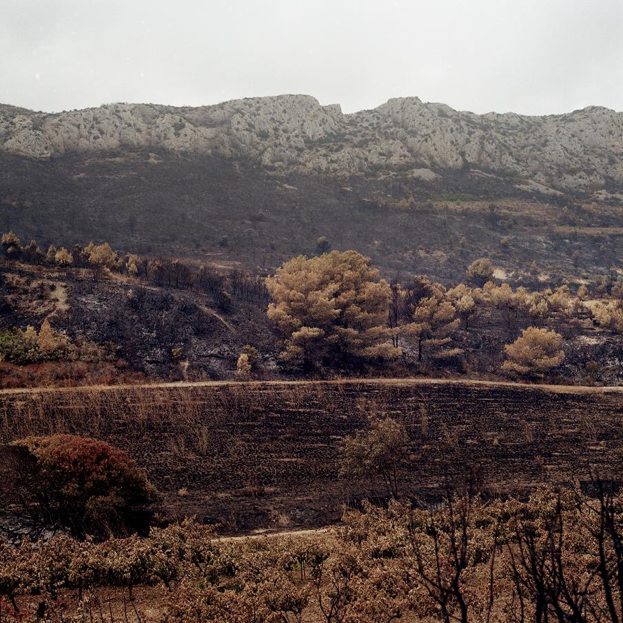 paysage brûlé des Corbières 