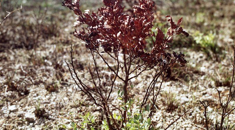 plan rapproché sur un petit arbuste cramé et une petite plante qui repousse à côté et qui est verte
