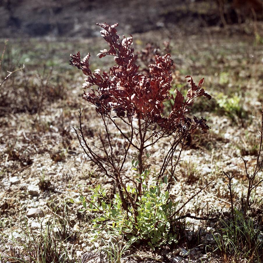 plan rapproché sur un petit arbuste cramé et une petite plante qui repousse à côté et qui est verte