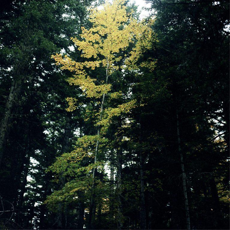photo d'un jeune arbre aux feuilles vert clair entouré d'arbres plus gros plus sombres