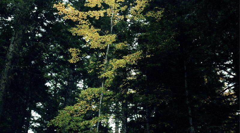 photo d'un jeune arbre aux feuilles vert clair entouré d'arbres plus gros plus sombres