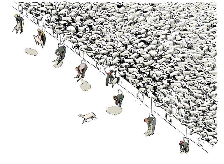 Tondre des moutons est un métier (de chienne)