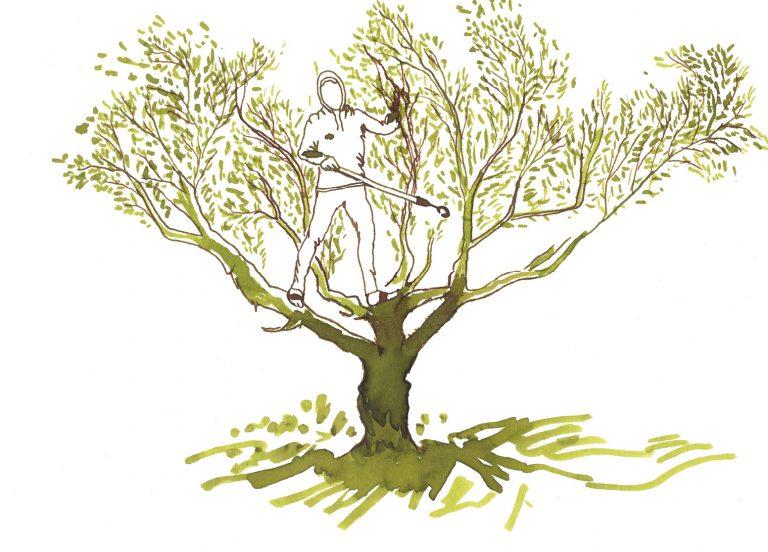 dessin d'un olivier avec une personne dans les branches qui a une perche dans une main
