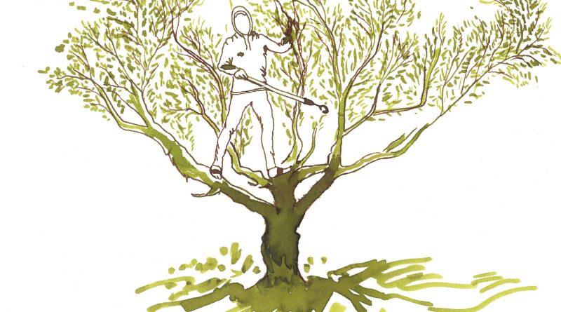dessin d'un olivier avec une personne dans les branches qui a une perche dans une main