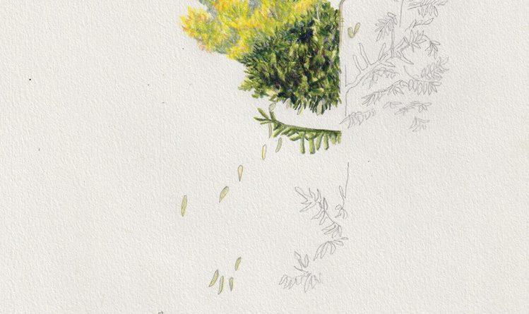 dessin d'un végétal avec deux parties, à gauche coloré, touffu et vert, et à droite gris, chétif et vide