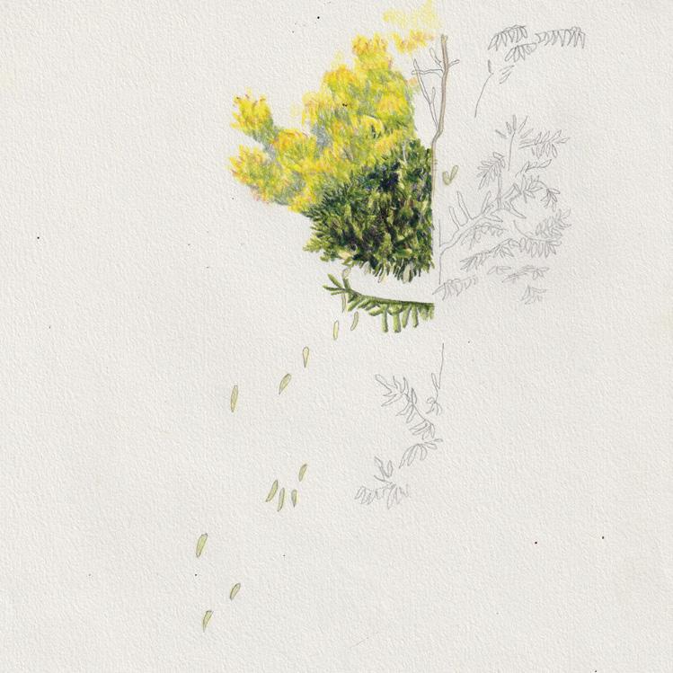 dessin d'un végétal avec deux parties, à gauche coloré, touffu et vert, et à droite gris, chétif et vide
